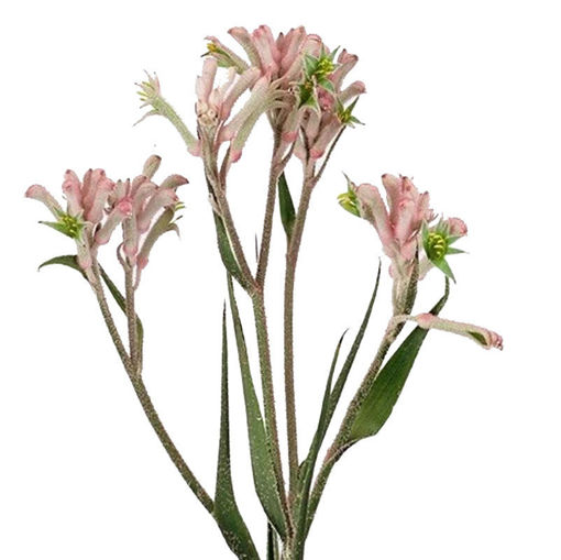 Picture of Anigozanthos Bush Mini Pearl