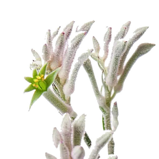 Picture of Anigozanthos Bush Diamond