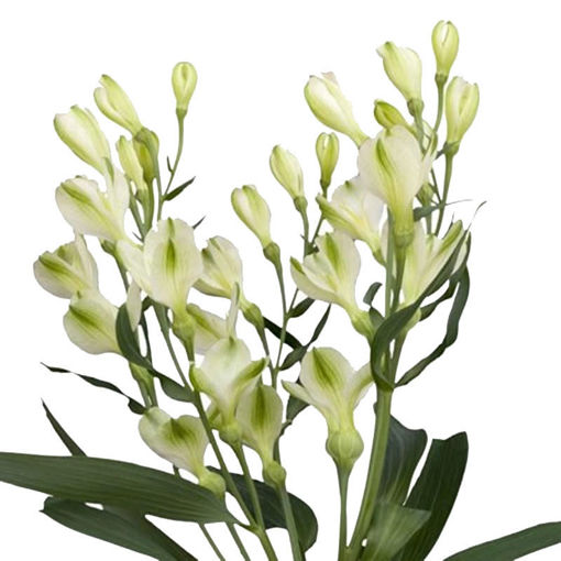 Picture of Alstroemeria White Pearls