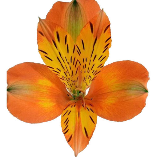 Picture of Alstroemeria Jaffa
