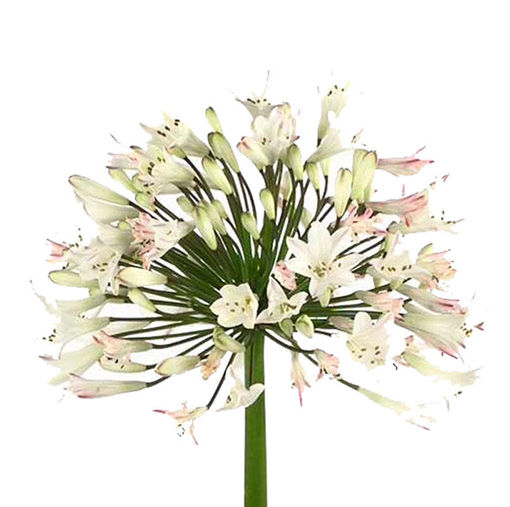 Picture of Agapanthus  Albus White