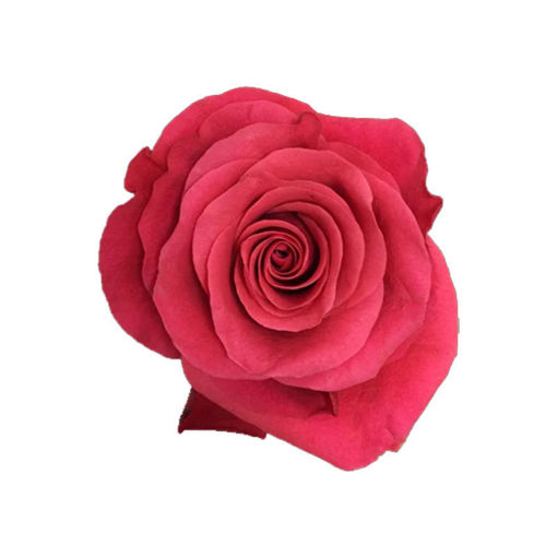 Picture of Rose Pink Tacazzi