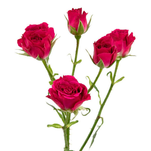 Picture of Rose Spray Lovely Lydia