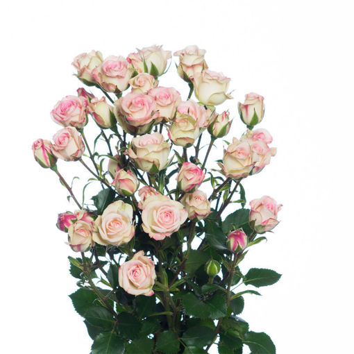 Picture of Rose Spray Creamy Twister