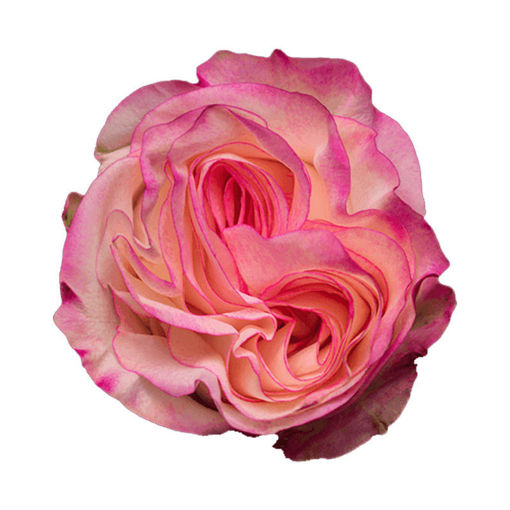 Picture of Rose Garden Very Cute