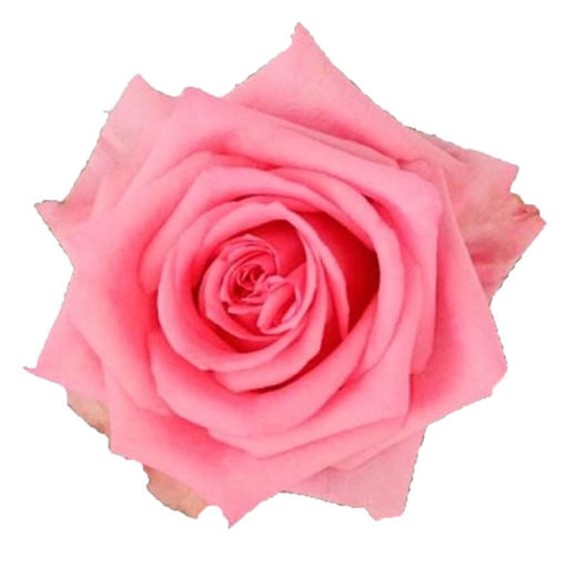 Picture of Rose Opala