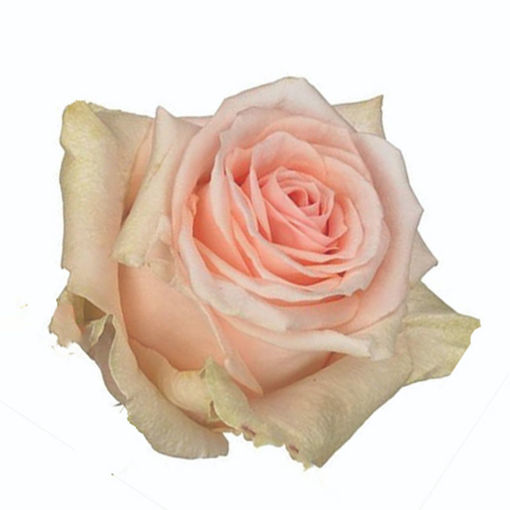 Picture of Rose Lovely Dolomiti
