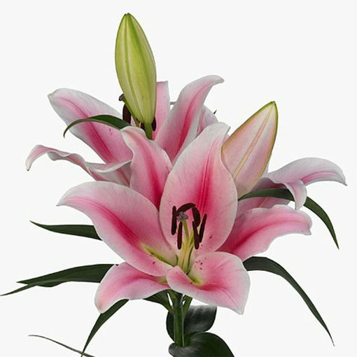 Picture of Lillium Oriental Frontera