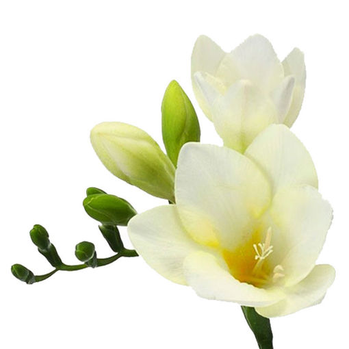 Picture of Freesia White River