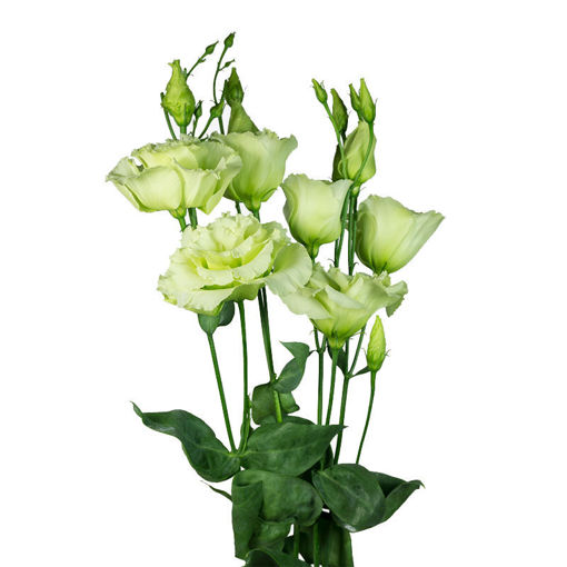 Picture of Lisianthus Alissa Green