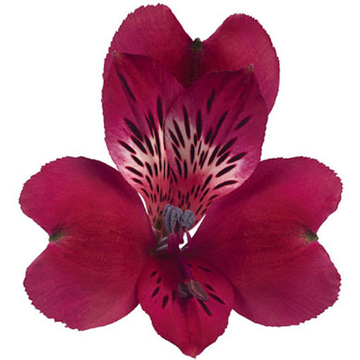 Picture of Alstroemeria Monte Cervino