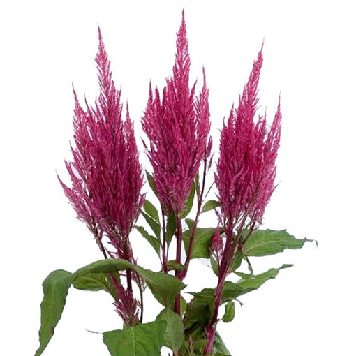 Picture of Celosia Plumosa Century Paars