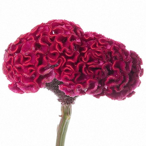 Picture of Celosia Cristata Dara