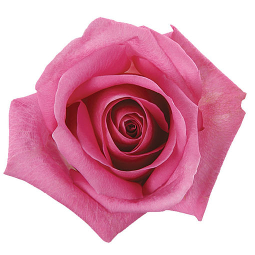 Picture of Rose Soulmate