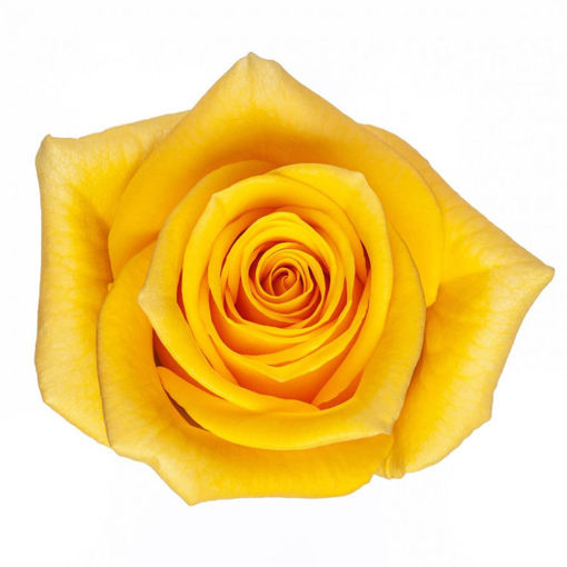 Picture of Rose Momentum