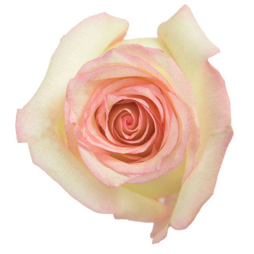 Picture of Rose Tormenta
