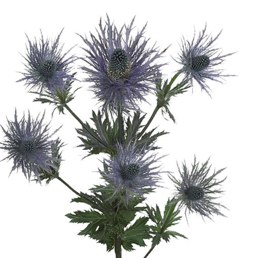 Picture of Eryngium Magical Blue