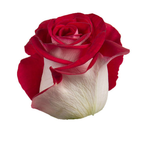 Picture of Rose Bluez
