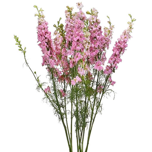 Picture of Delphinium Ajacis Pink