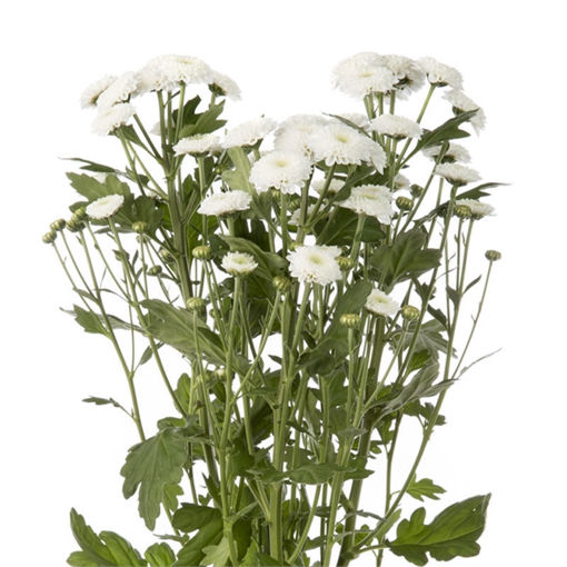Picture of Chrysant. Spray Coconut