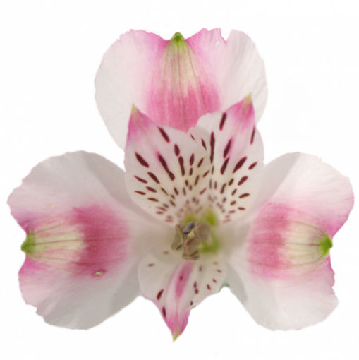 Picture of Alstroemeria Panarama