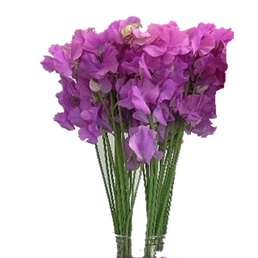Picture of Lathyrus - Sweet Pea Mauve