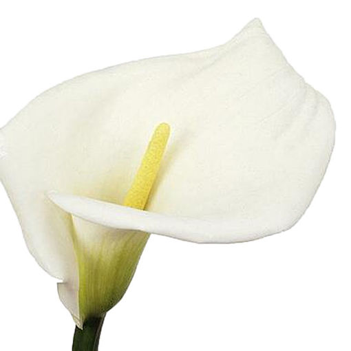 Picture of Calla Lilly Highwood