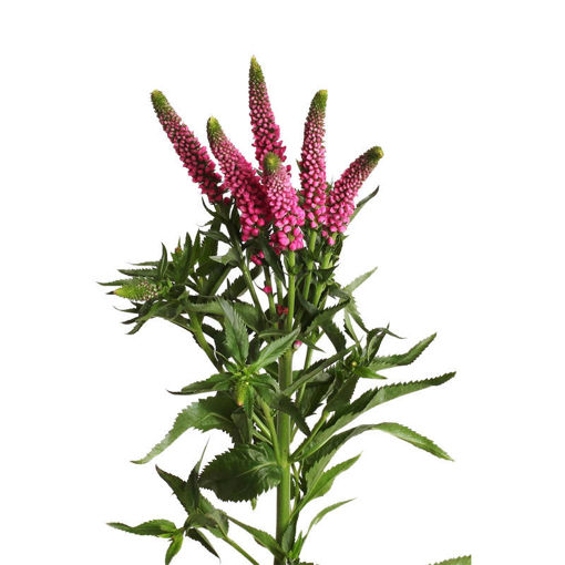 Picture of Veronica Spray Iselle