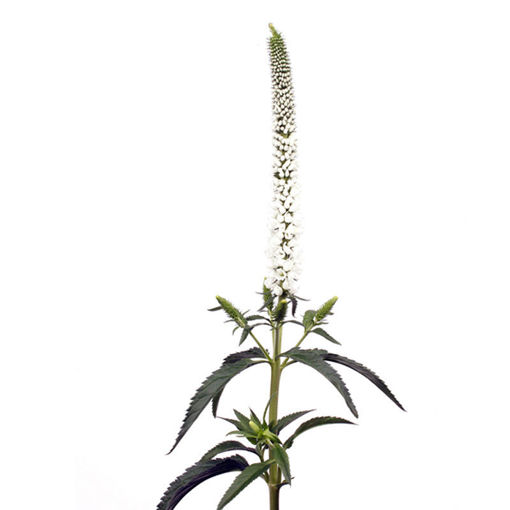 Picture of Veronica Smart Laguna White