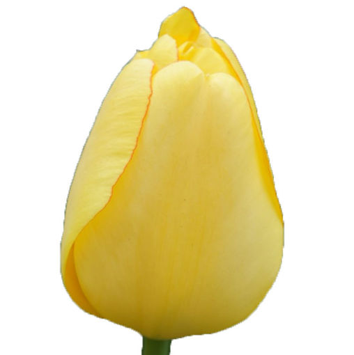Picture of Tulip Golden Parade