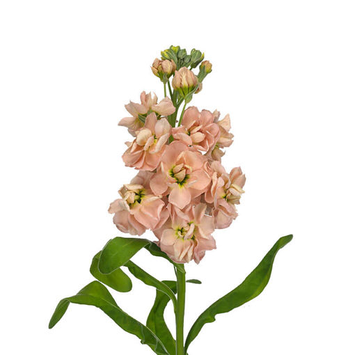 Picture of Stocks Apricot