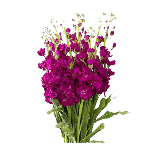 Picture of Stock Purple