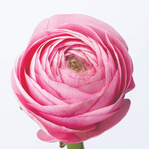 Picture of Ranunculus Aazur LIght Pink