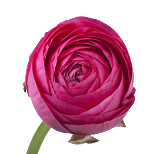 Picture of Ranunculus Aazur Deep Pink