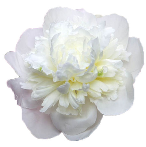 Picture of Peony Duchess de Nemours
