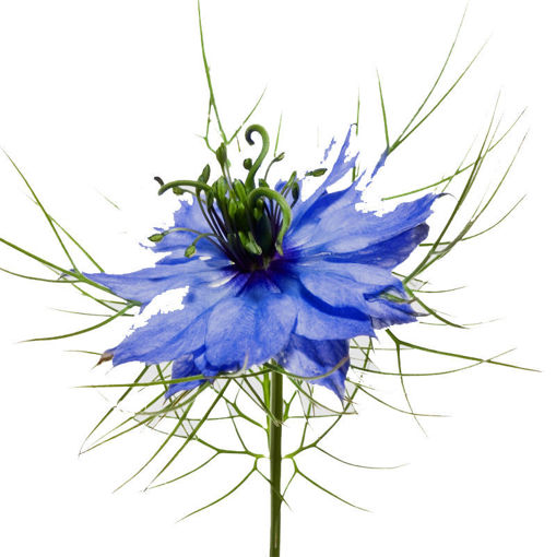 Picture of Nigella Dark Blue