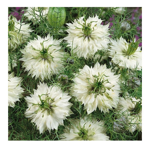 Picture of Nigella White Lady