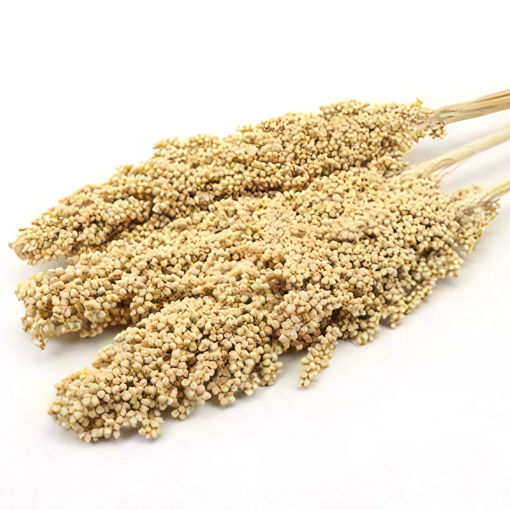 Picture of Indian Corn