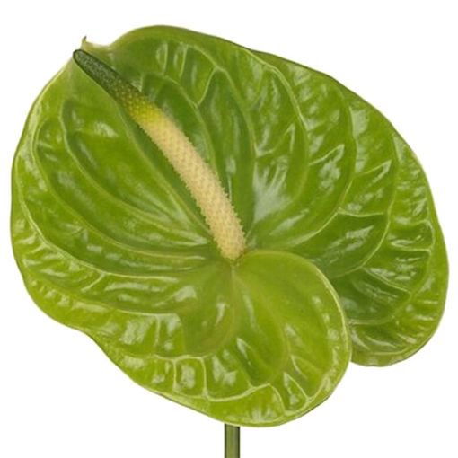Picture of Anthurium Midori
