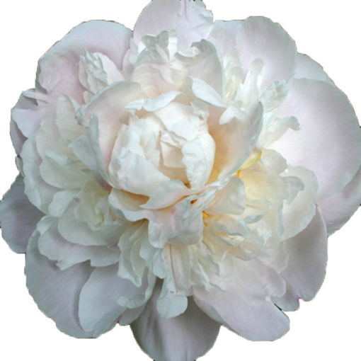 Picture of Peony Gardenia