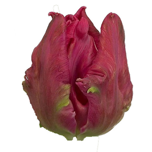 Picture of Tulip Marvel Parrot