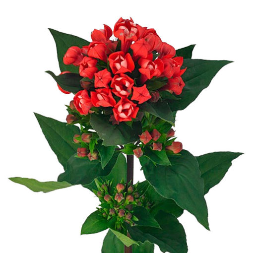 Picture of Bouvardia Coral