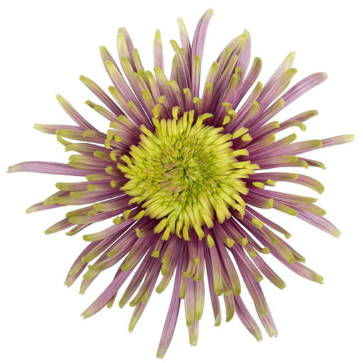 Picture of Chrysant. Disbud Baltazar Intense