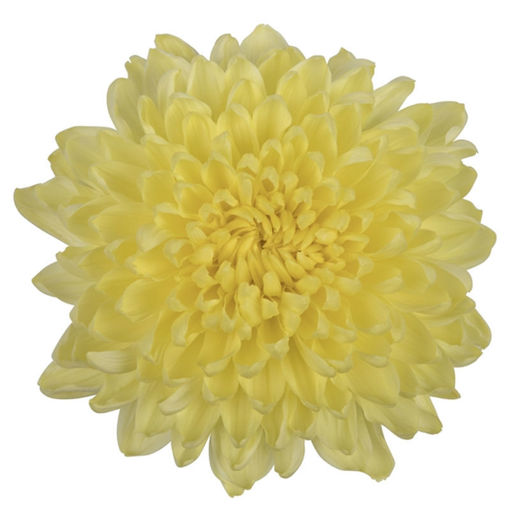 Picture of Chrysant. Disbud Gagarin Lunar