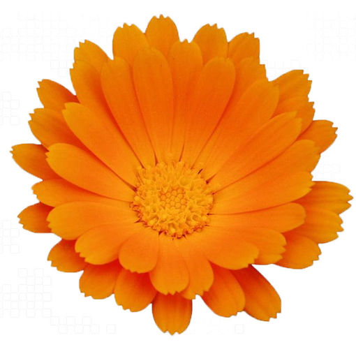 Picture of Calendula Orange