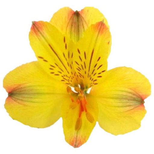 Picture of Alstroemeria Tonatiuh