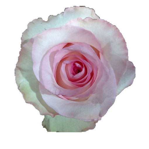 Picture of Rose Mandala