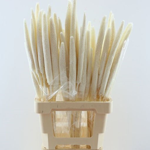 Picture of Babala Bleached | 10pcs bunch