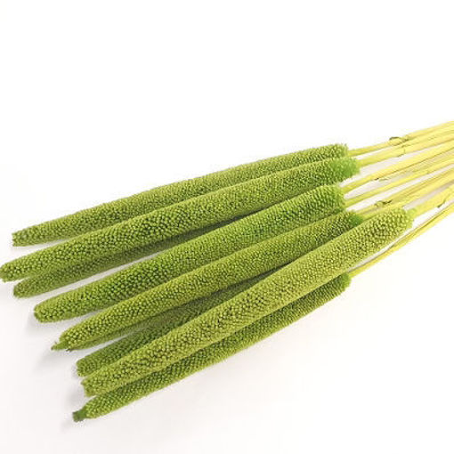 Picture of Babala Light Green | 10pcs bunch