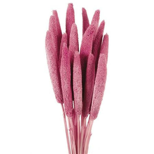 Picture of Babala Pink